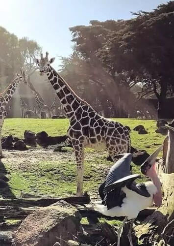 San Francisco Zoo