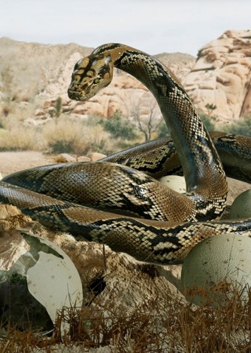 Sanajeh