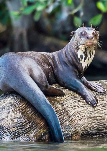 Sandy the Giant Otter