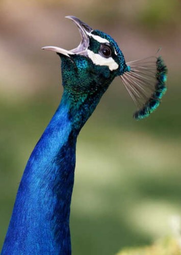 Sapphire the Blue Peacock