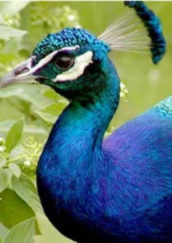 Sapphire the Indian Peacock