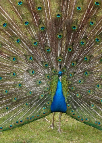 Sapphire the Indian Peacock