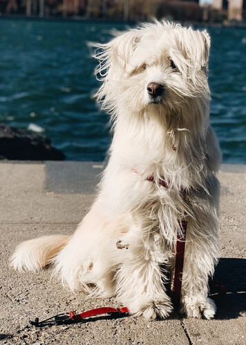 Sapsali Dog