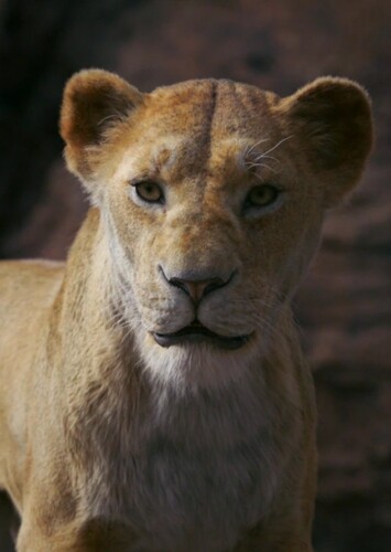 Sarabi
