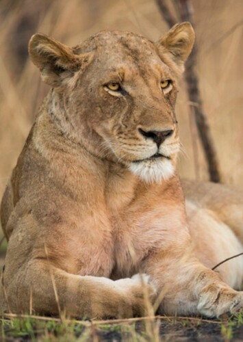 Sarabi