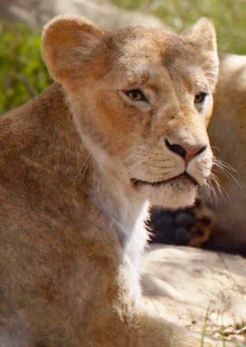 Sarafina