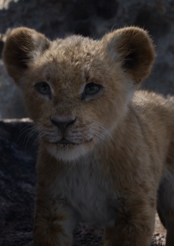 Sasha the Lion Cub