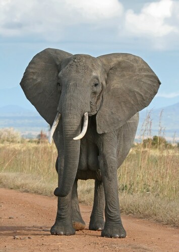 Satao