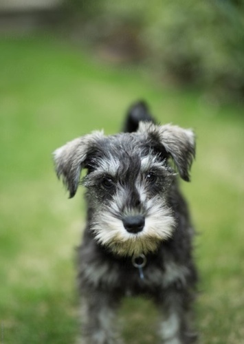 Scamp