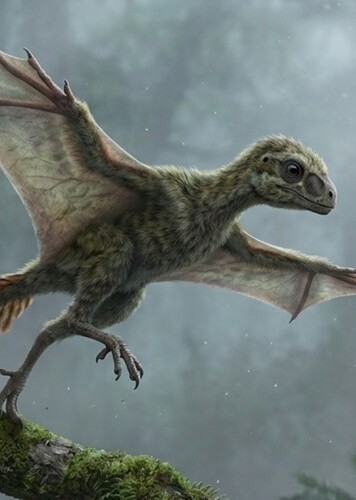 Scansoriopteryx