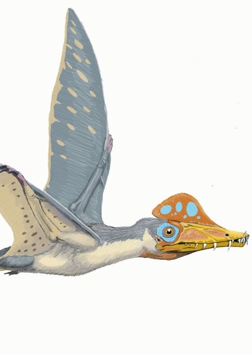 Scaphognathus