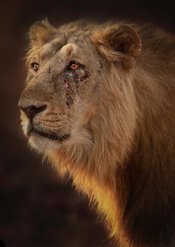 Scar