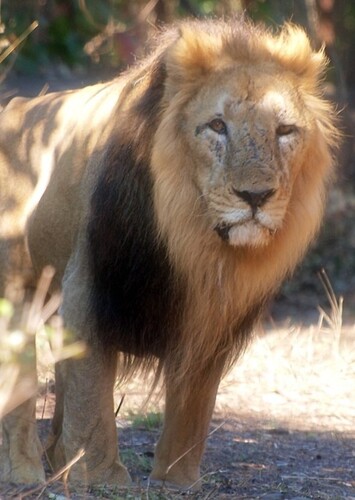 Scar