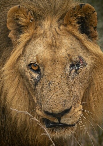 Scar