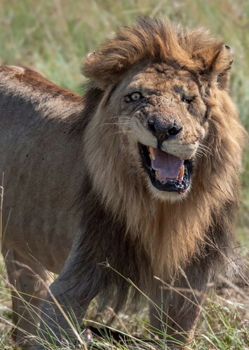 Scar