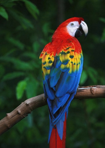 Scarlet Macaw