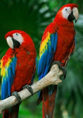 Scarlet Macaw