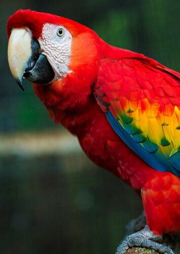 Scarlet Macaw