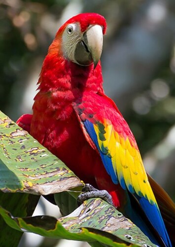 Scarlet Macaw