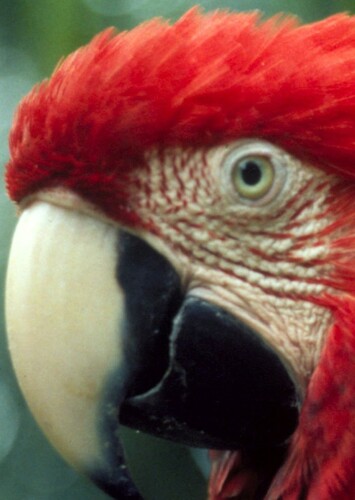 Scarlet Macaw