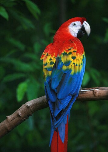 Scarlet Parrot