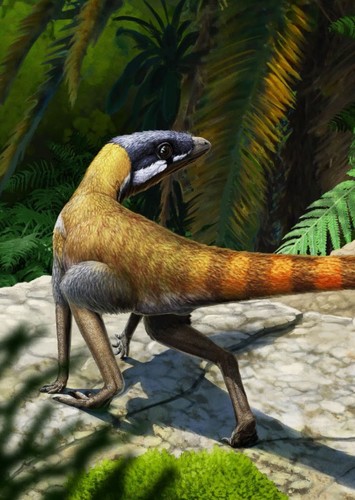 Scleromochlus