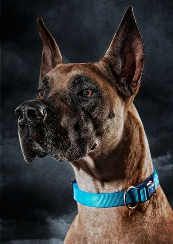 Scooby Doo [Voice]