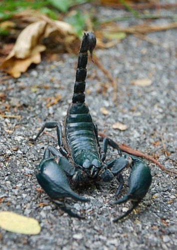 Scorpion male
