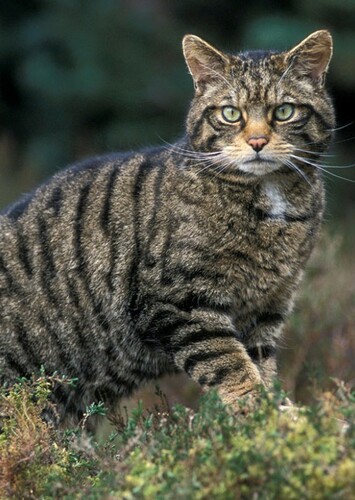 Scottish Wildcat