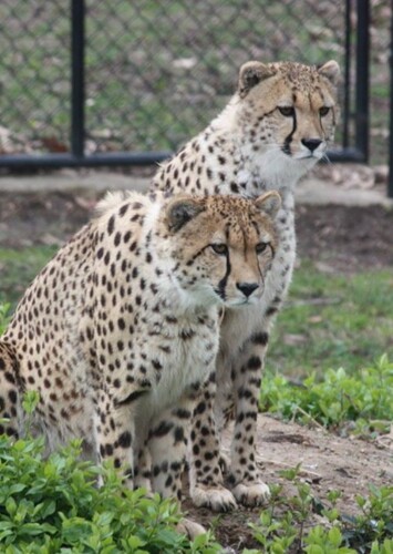 Scovill Zoo