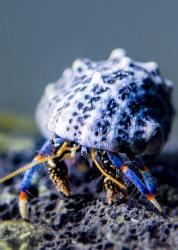 Sea Crab Mom