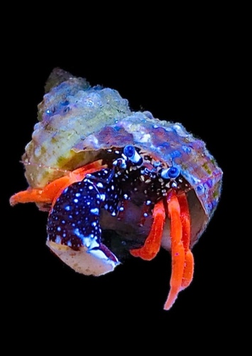 Sea Crabs