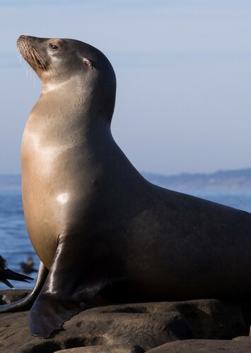 Sea Lion