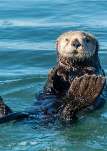 Sea Otter