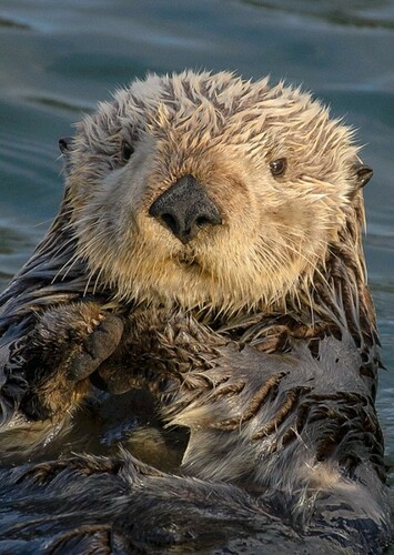 Sea Otter