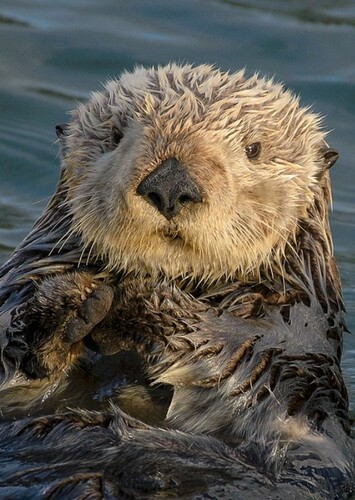 Sea Otter