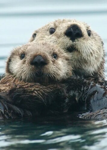 Sea Otter