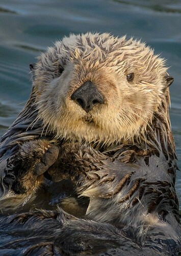 Sea Otter