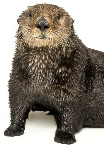 Sea Otter