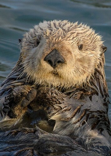 Sea Otter