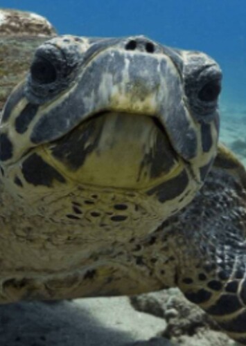Sea Turtle