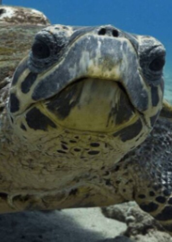Sea Turtle