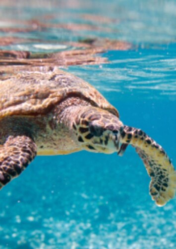 Sea Turtle