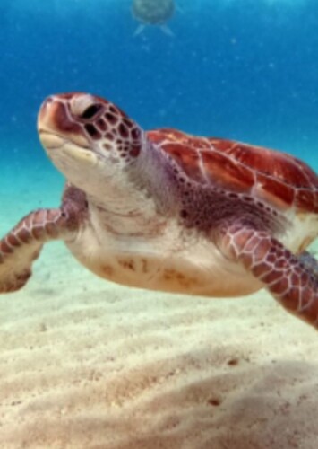 Sea Turtle