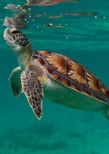 Sea Turtle