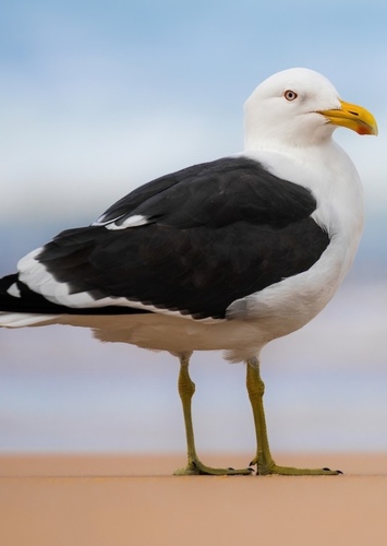 Seagull