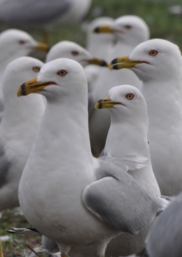 Seagull