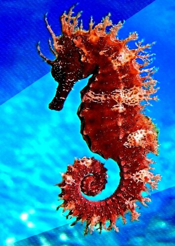 SeaHorse