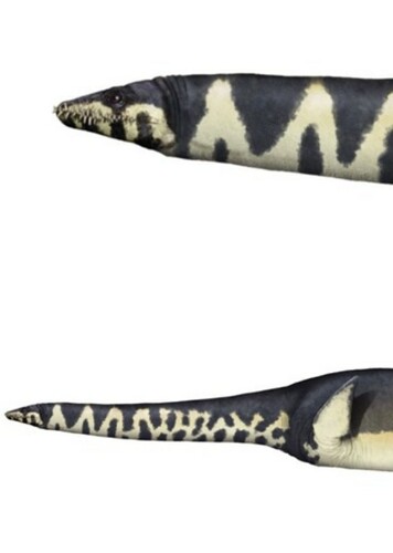 Seeleyosaurus