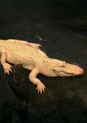 Serena the Albino Alligator